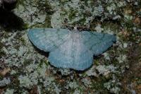 Pseudoterpna pruinata