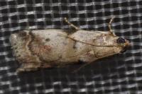 Acrobasis fallouella