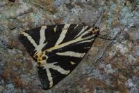 Euplagia quadripunctaria