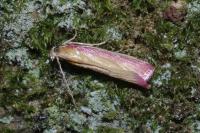 Oncocera semirubella
