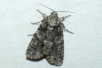 Acronicta rumicis