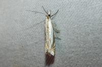 Crambus pascuella