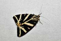 Euplagia quadripunctaria