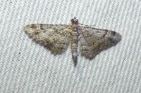 Gymnoscelis rufifasciata