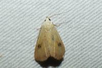 Rivula sericealis
