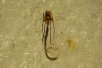 Coleophora alcyonipennella