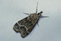 Eudonia mercurella
