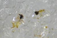Parectopa ononidis