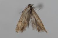 Pseudotelphusa paripunctella