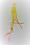 Pseudotelphusa paripunctella