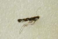 Parectopa ononidis