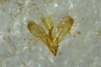 Parectopa ononidis