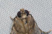 Acrobasis fallouella