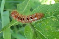 Acronicta rumicis
