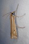 Ancylolomia tentaculella