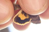 Noctua janthe