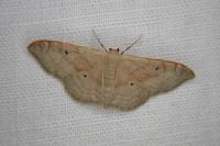 Idaea rubraria