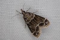 Eudonia mercurella