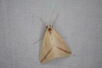 Rhodometra sacraria