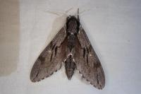 Hyloicus maurorum/pinastri