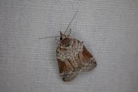 Nycteola siculana