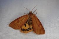 Diacrisia sannio