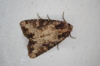 Mesapamea secalella/secalis