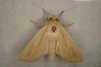 Mythimna pallens