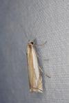 Crambus pascuella