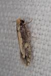Monopis crocicapitella