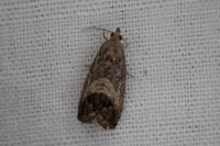 Cydia splendana