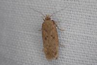 Bryotropha