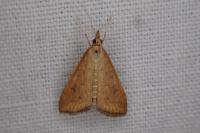 Udea ferrugalis