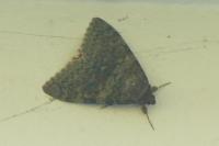 Catocala elocata