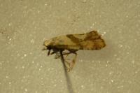 Cochylidia implicitana