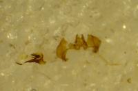 Cochylidia implicitana