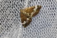 Perizoma alchemillata