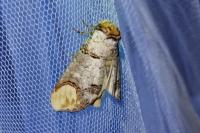 Phalera bucephala