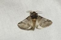 Thaumetopoea processionea