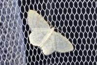 Asthena albulata