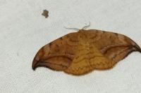 Drepana curvatula