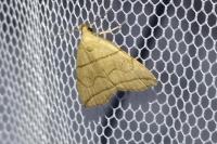 Herminia grisealis