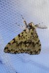 Lymantria monacha