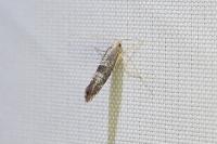 Argyresthia glaucinella