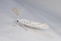 Yponomeuta evonymella