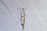 Yponomeuta plumbella