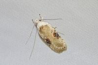 Agonopterix alstroemeriana