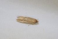 Limnaecia phragmitella