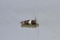 Recurvaria leucatella