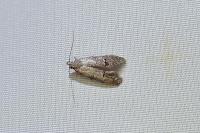 Teleiodes vulgella